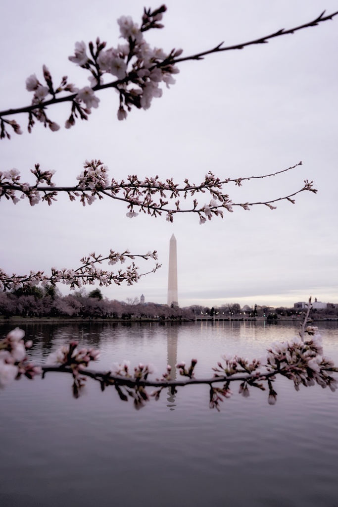 Cherry Blossom Update 2017