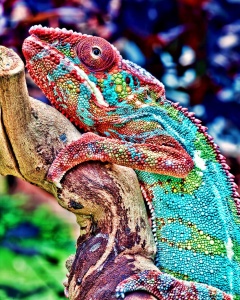Red Panther Chameleon Pictures