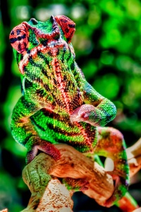 Green Ambilobe Panther Chameleon Picture