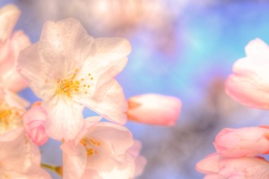dc, cherry blossoms, japanese, hdr, spring, pink, angela b. pan, abpan, flowers, trees