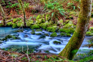 redwood creek, muir woods, hdr, moss, abpan, california, angela b. pan photography