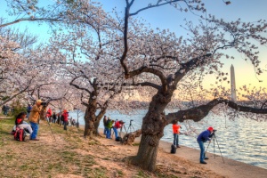 DC, cherry blossoms, photographers, washington dc, HDR, sunrise, abpan, angela b. pan