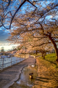 cherry blossoms, dc, sunset, japanese flower, ducks, landscape, angela b. pan, abpan