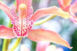 orchid, pink flower, macro, pink, hdr, angela b. pan, abpan