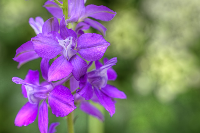 purple flower, us national arboretum, North East DC, washington DC, macro, flower, hdr, photography, angela b. pan, abpan