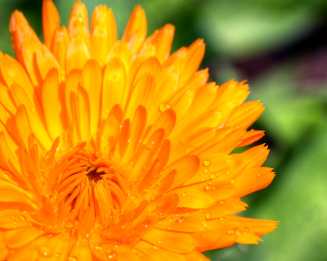 orange flower, macro, close up, flower, water droplets, vienna, va, angela b. pan, abpan