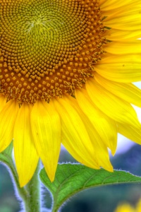 sunflower, abpan, angela b. pan, macro, flower, maryland, hdr, close-up
