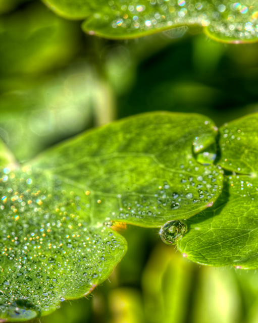 water droplet, angela b. pan, abpan, macro, plant, leaf, macro, nature, hdr, vienna, va, meadowlark garden, 