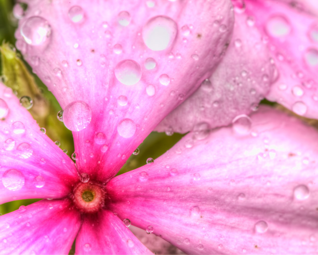 pink flower, water droplets, macro, flower, nature, vienna, va, meadowlark garden, angela b. pan, abpan, hdr,