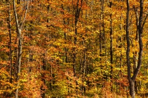 trees, west virginia, autumn, fall, leaves, color changing, angela b. pan, abpan, travel, hdr, landscape, nature