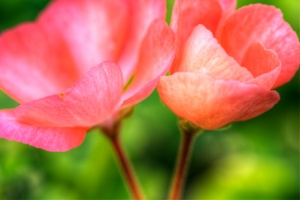red flower, macro, photo, angela b. pan, abpan, close up, hdr