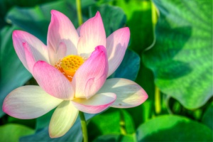 water lily, hdr, macro, kenilworth park, angela b. pan, abpan, how to hdr photography, hdr workflow, photography, photo, hdr, washington dc, macro