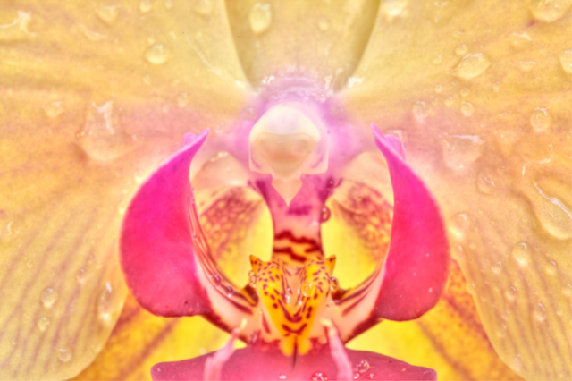 yellow, orchid, water droplet, macro, angela b. pan, abpan, photography, photo, hdr, us botanical garden, flower