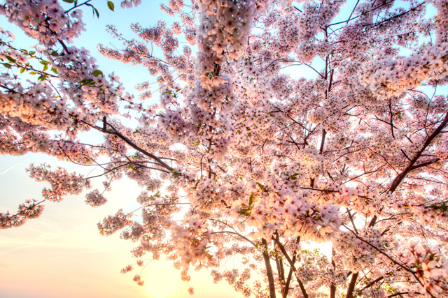 cherry blossoms, washington dc, travel, trees, hdr, photography, photo, tidal basin, sunrise