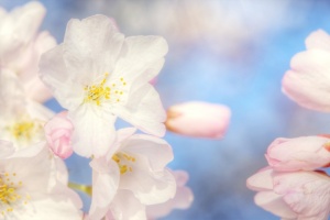 cherry blossoms, washington dc, tidal basin, japan, angela b. pan, abpan, macro, flower, photography, photo
