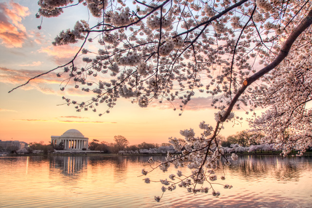 Photo of the Jefferson Memorial and the Cherry Blossoms along the Tidal Basin in 2012 - Angela B. Pan Photography