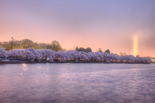 Cherry Blossoms blooming in DC during a foggy morning - Angela B. Pan Photography