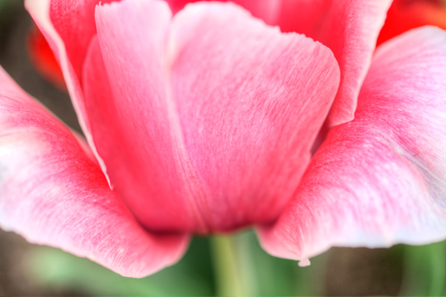 tulip, capitol, flower, macro, angela b. pan, abpan, hdr, photography, photo, dc, red