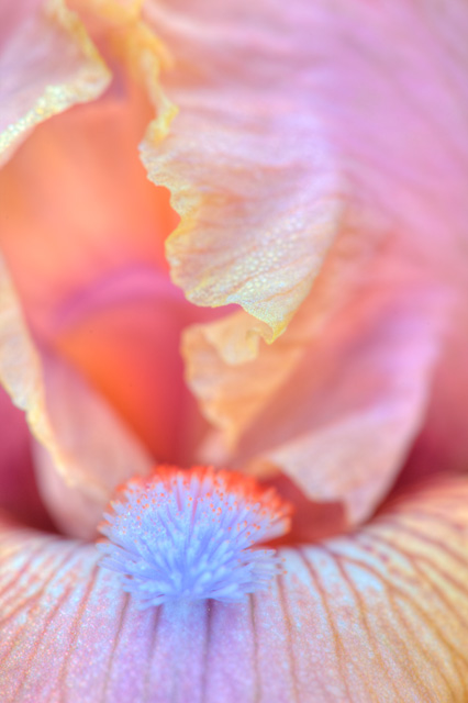 anemone, flower, macro, close up, hdr, photography, photo, clam, scuba, underwater, angela b. pan