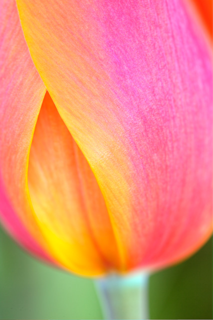 pink, yellow, tulip, macro, close up, flower, meadowlark gardens, vienna, virginia, hdr, photography, photo