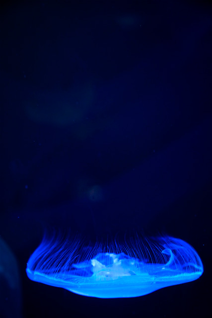 jelly fish, virginia aquarium, angela b. pan, abpan, hdr, photography, photo