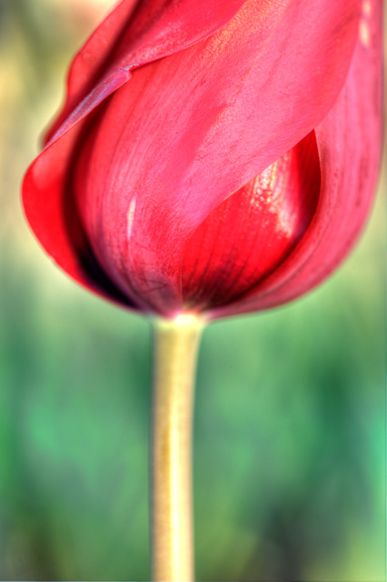 tulip, flower, meadowlark, virginia, nature, macro, lollipop, hdr, photography, photo, angela b. pan, abpan