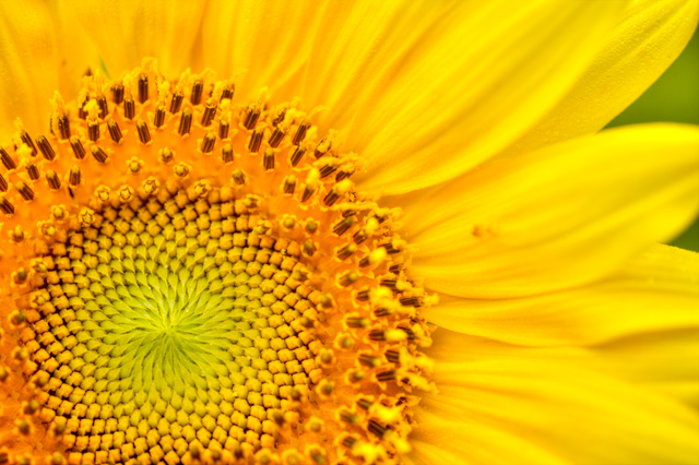 sunflower, macro, photography, close up, angela b. pan, abpan, photo, flower, yellow, 