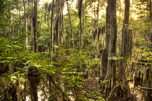 cypress trees, first landing state park, angela b. pan, abpan, hdr, landscape, swamp, photography, photo