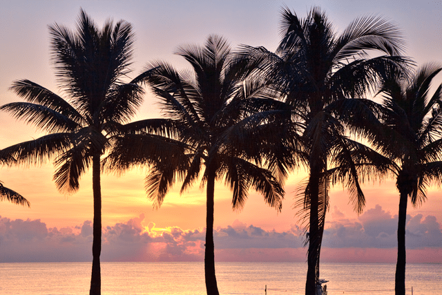 florida, palm trees, angela b. pan, sunrise, abpan, hdr, landscape, photography, photo, travel, screne