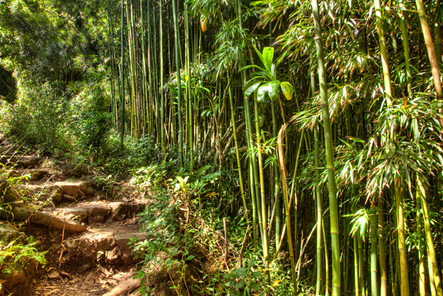 bamboo forrest, maui, hawaii, angela b. pan, abpan, hdr, photography, photo, travel, 