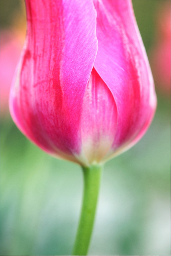 Valentines Day Tulip