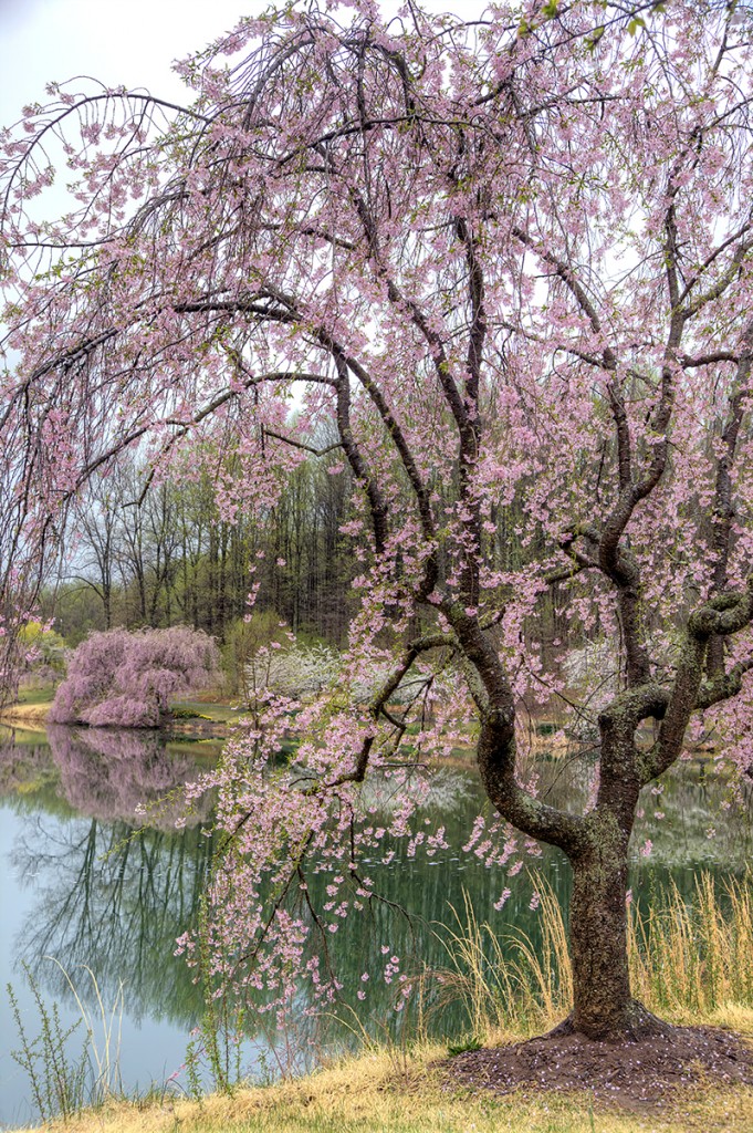 weeping cherry blossoms, meadowlark, botanical garden, flora