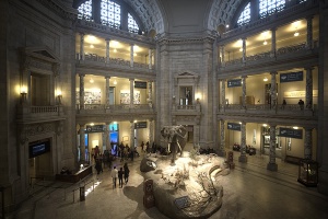natural history museum, smithsonian, elephant
