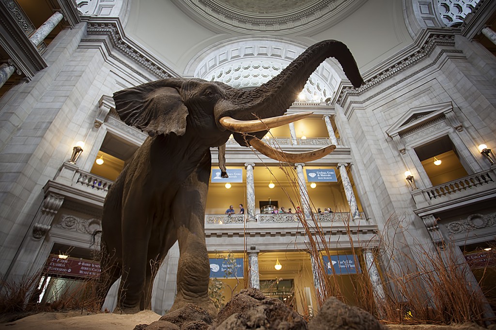 smithsonian, natural history museum, elephant, washington-dc