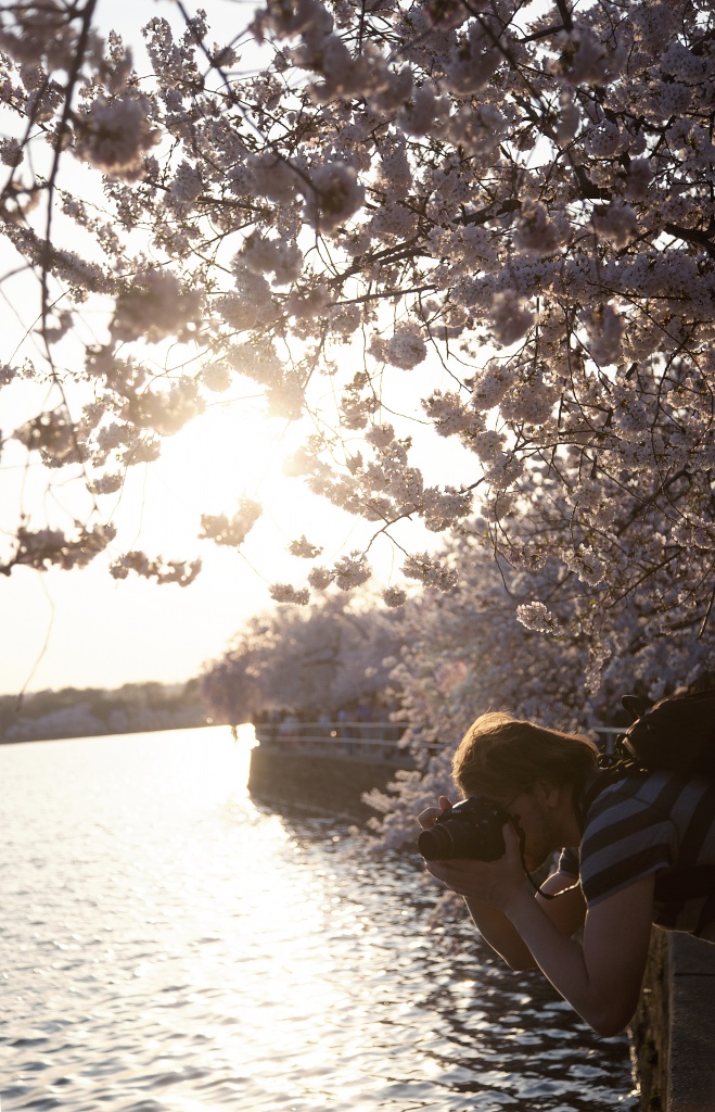 cherry-blossom-photographer