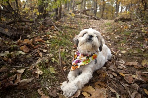 frankensteinlebron, frankie, frankenstein, shih tzu, dog, trees, trail, shenandoah national park, stick, leaves, travel, dog, love