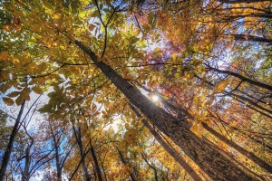 trees, autumn, fall yellow, orange, trees, sunburst, shenandoah, national park, virginia, trees, va, travel, united states, usa, america