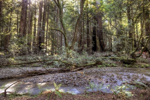 muir woods, trees, stream, angela b pan, abpan, travel, california, ca, united states, usa, america,