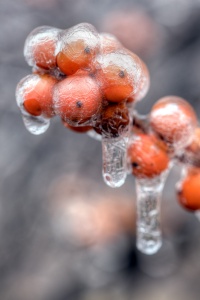 cold, ice, polar vortex, rain, berries, macro, bokeh, drops