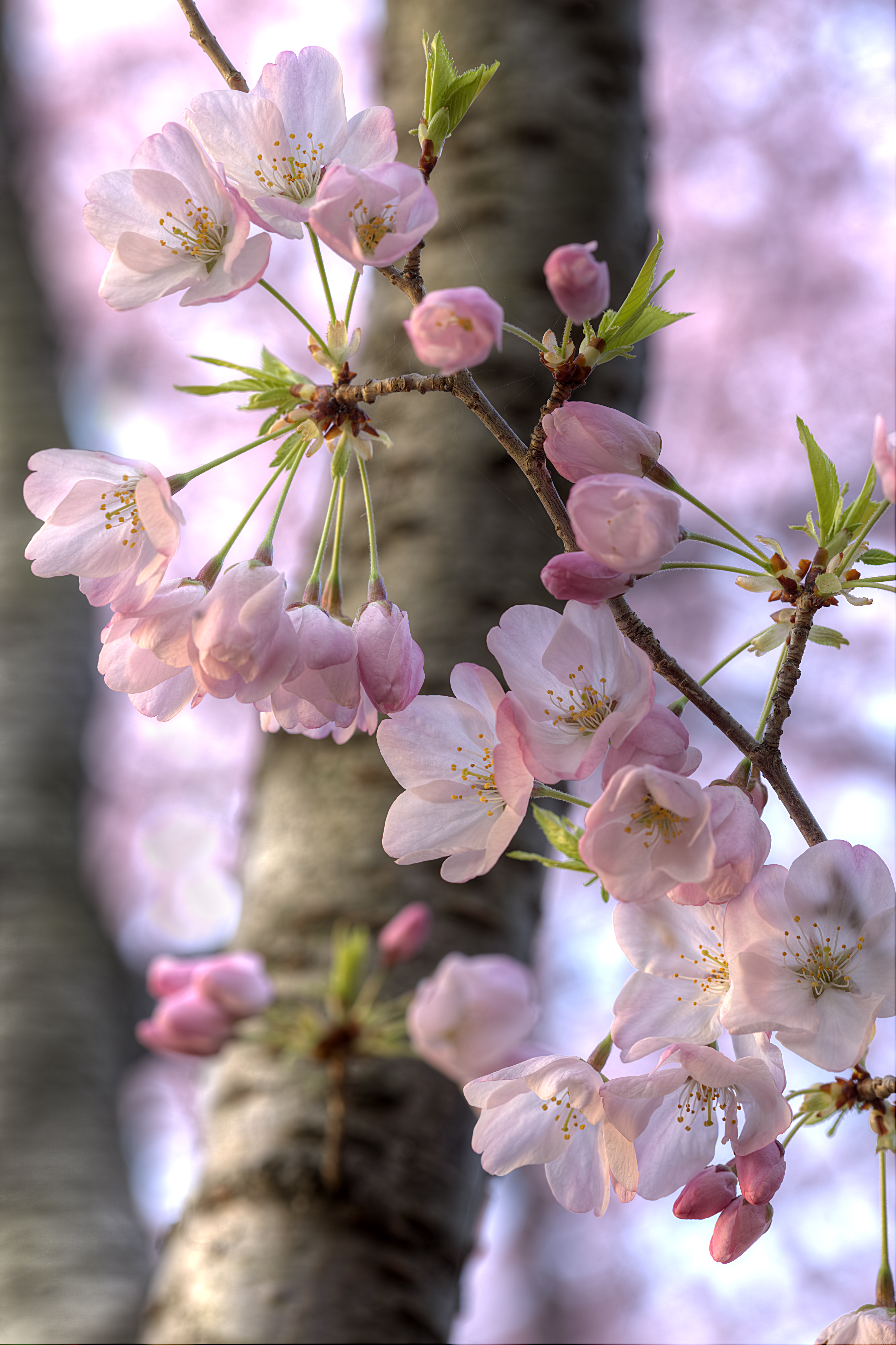 Japanese Cherry Blossom Pictures : Serrulata Prunus Pikist | Bodemawasuma