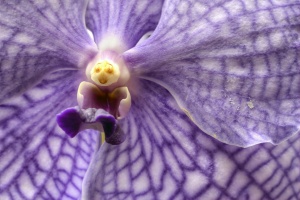 lego, orchid, flower, purple, macro, us botanical garden, purple,