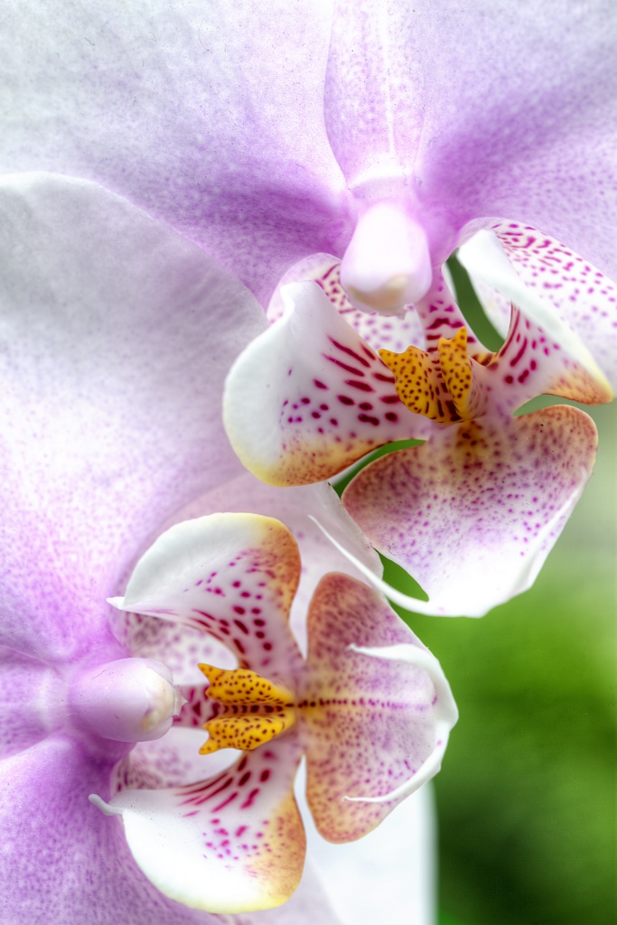 orchids, purple, flowers, us botanical garden, macro, washington dc, orchid show