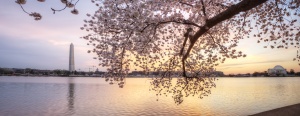 cherry blossoms, sunrise, tree, panoramic, washington monument, jefferson memorial, tidal basin, washington dc, festival, blooms, peak season, sakura, water,