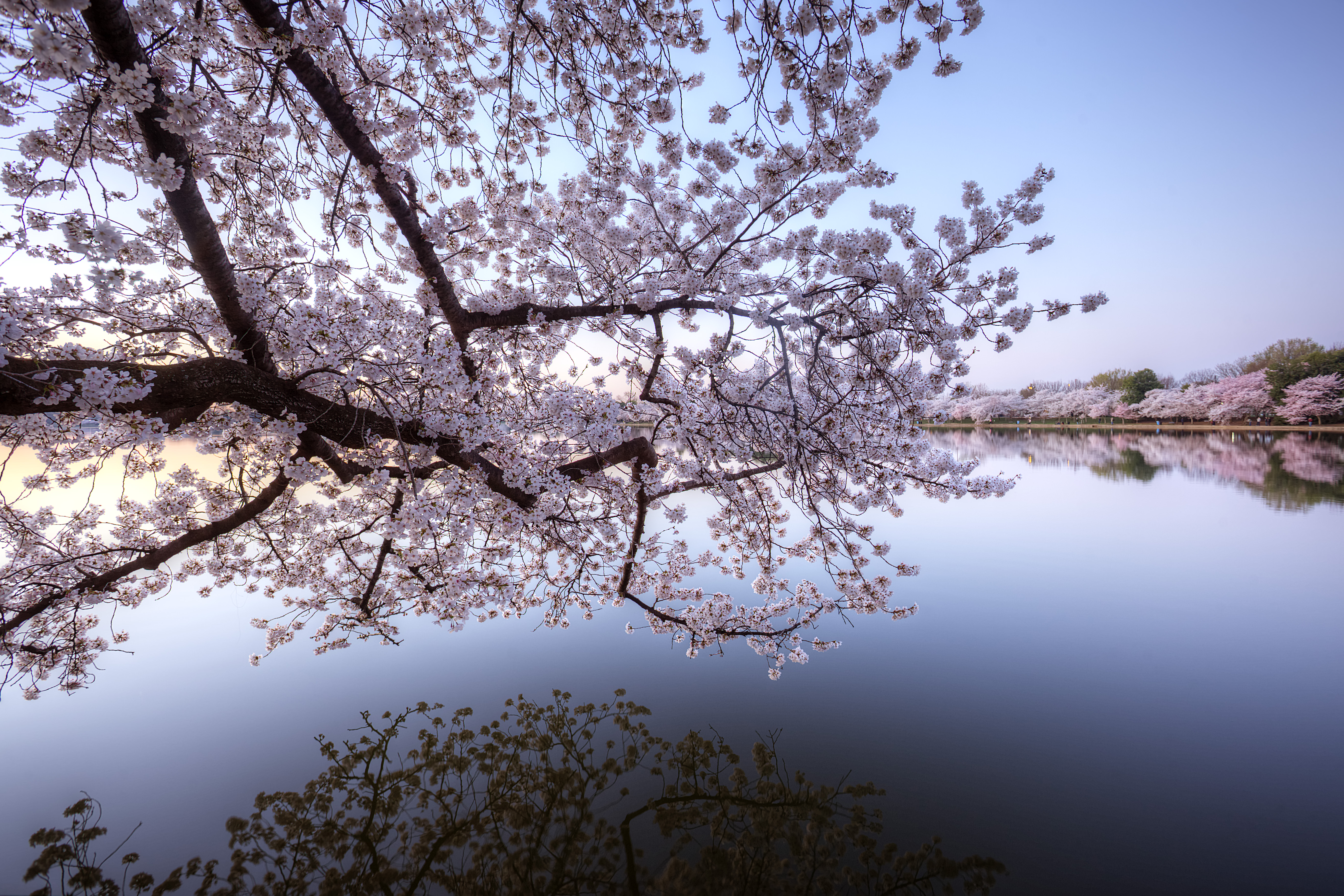 cherry blossoms, branch, early morning, tidal basin, trees, sakura, washington dc, sunrise, reflection,