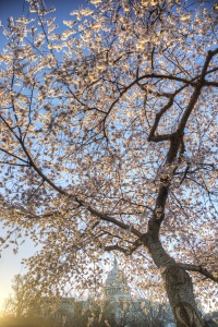cherry blossoms, capitol, washington dc, japanese, flower, cherry blossom, sunrise, dome, washington dc, travel, tree