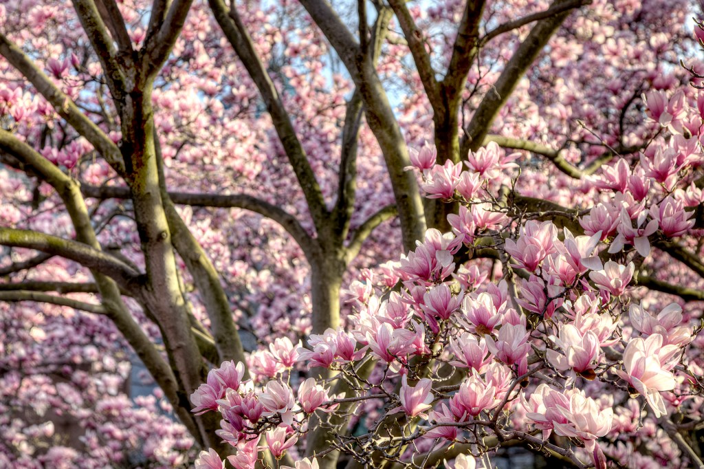 magnolia trees, flowers, pink, smithsonian castle, garden, washington dc, travel, flower, 