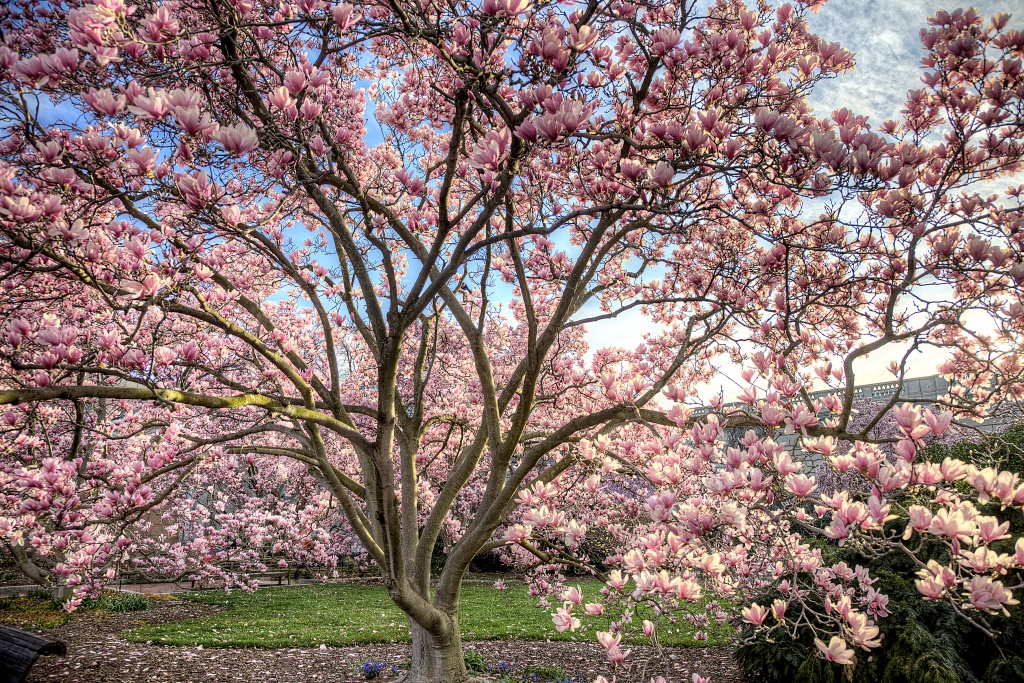 magnolia tree, smithsonian, castle, garden, sun, light, flower, tree, washington dc, travel