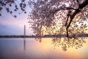washington monument, cherry blossoms, tidal basin, sunrise, trees, flowers, sakura, japanese flowers, water,