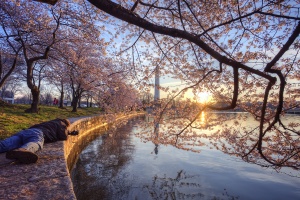 photographer, buddy, tidal basin, kutz bridge, monument, sunrise, cherry blossoms, washington dc,