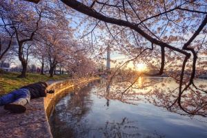 photographer, buddy, tidal basin, kutz bridge, monument, sunrise, cherry blossoms, washington dc